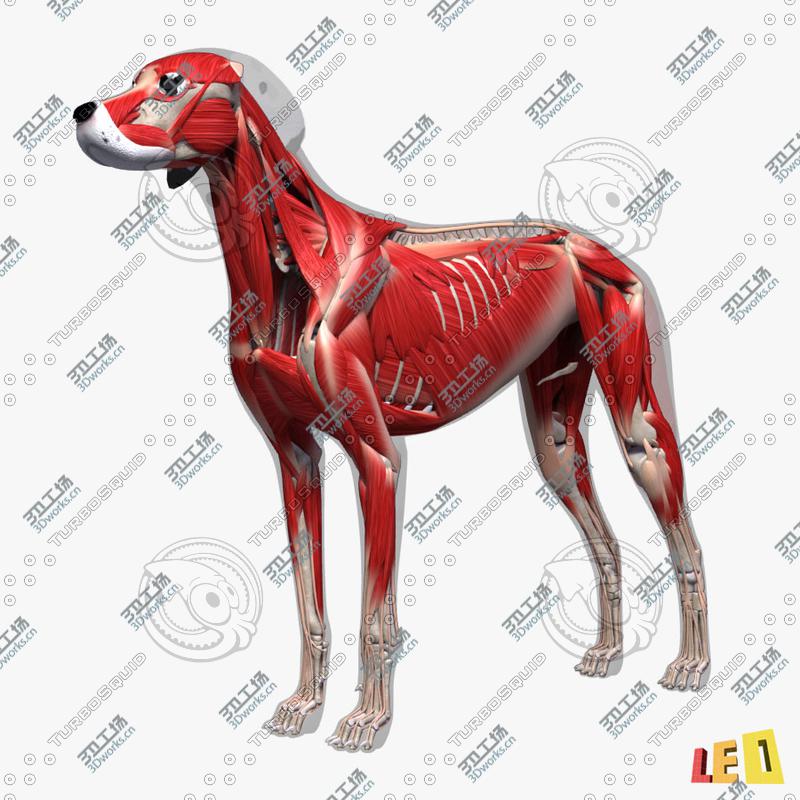 images/goods_img/20210313/Dog Anatomy (Textured)/5.jpg